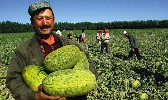 梦想翱翔之地，新疆的壮美画卷